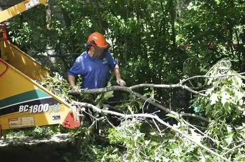 tree services Morris